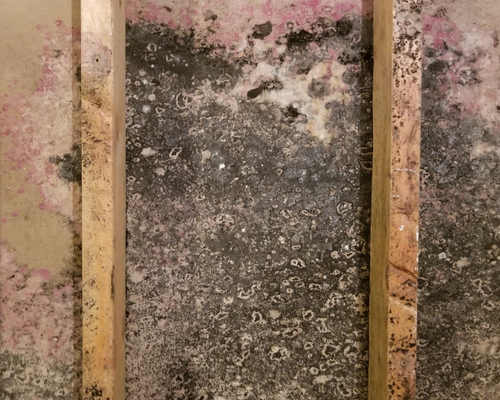 Mold on walls